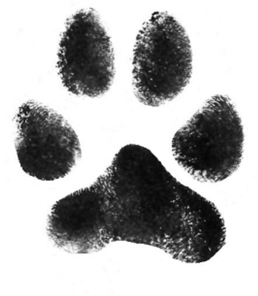 Bear Davis