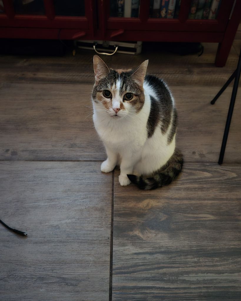 Darcie Lanier Profile Photo