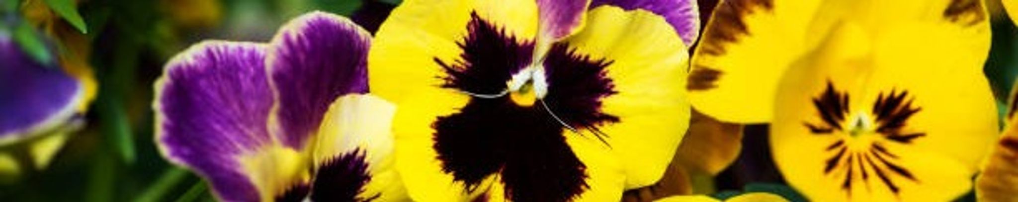 Cover photo for Mary Pat (Sharp) Carr's Obituary