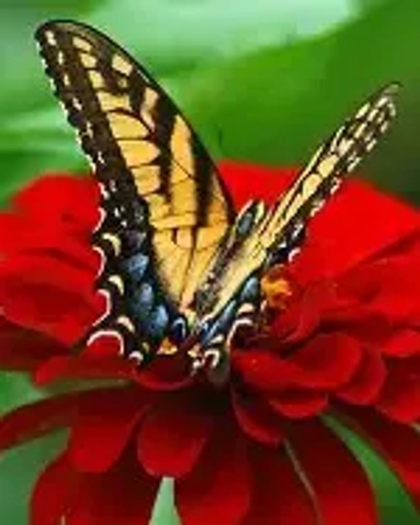 Linda Gayle Scott Profile Photo