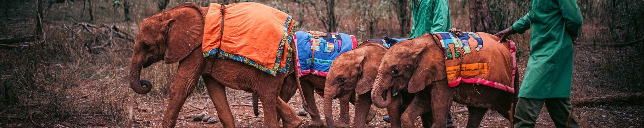 Cover for Linda J Taylor's Obituary