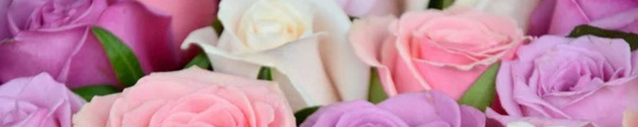 Cover photo for Carol J. Gugliotti's Obituary