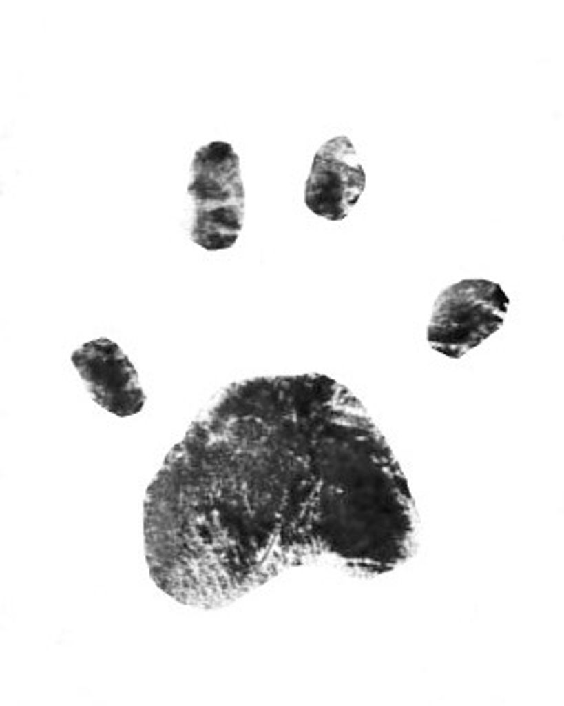 Trooper Bridgewood Profile Photo