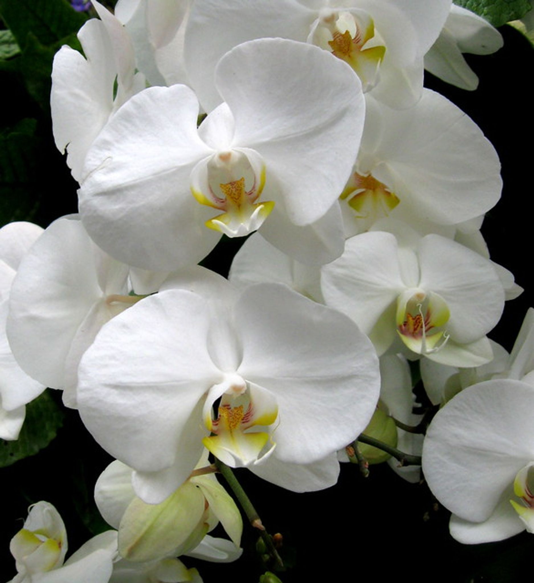 Cover photo for Filse Cardino's Obituary