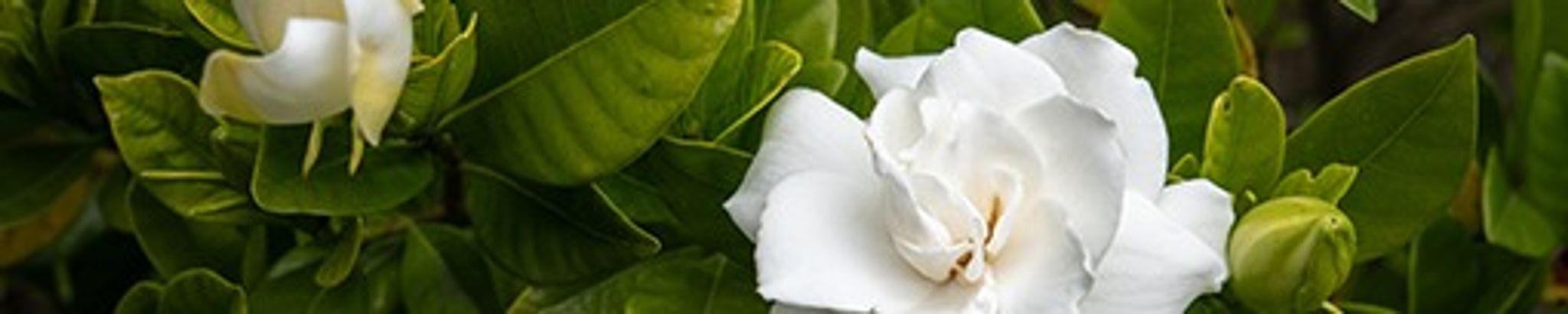 Cover photo for Jeania Kae Campbell's Obituary