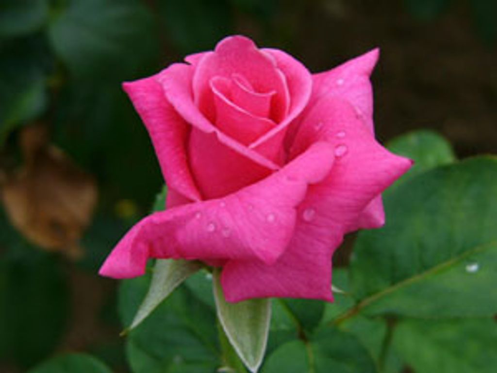 Mary Ann Lee