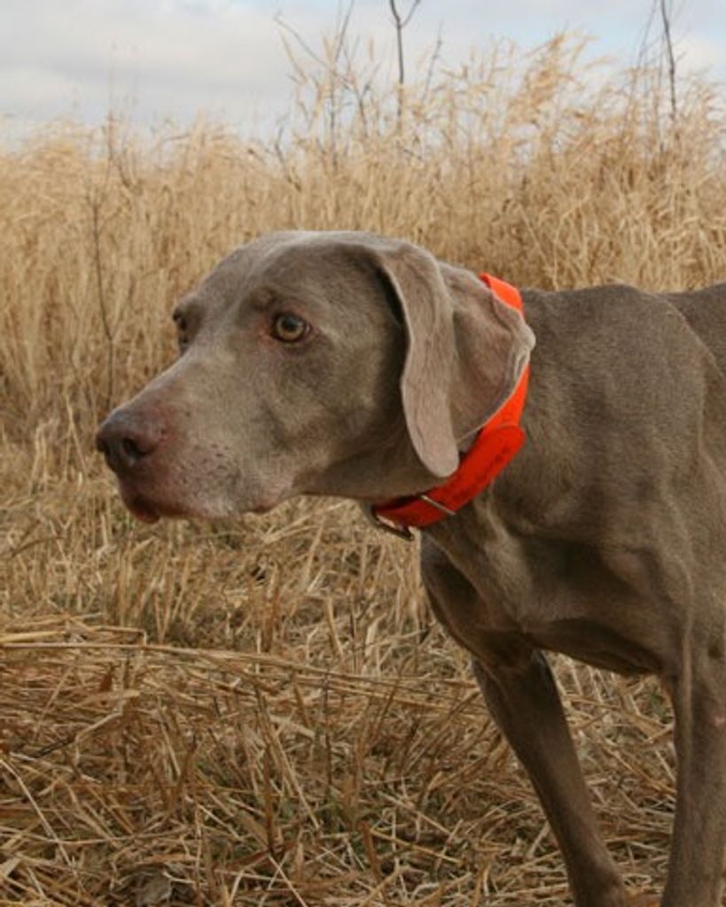 Easton Graywind Zepher Burr
