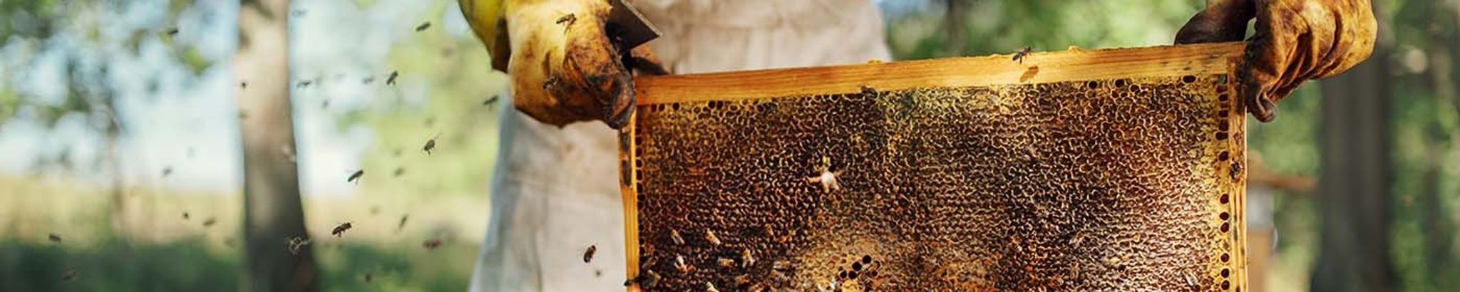 Cover for Otto Wilson's Obituary