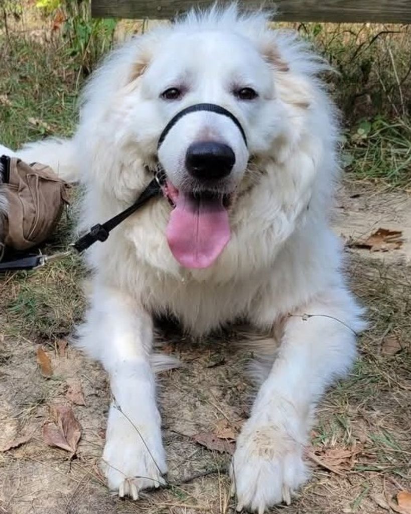 Odin Caudill Profile Photo