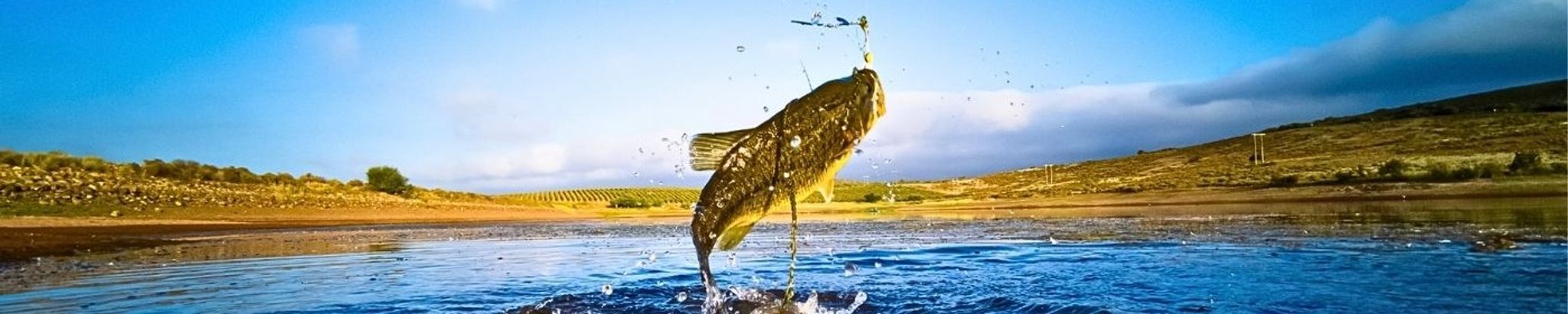 Cover for Henry "Hank" Ray Bergfeld's Obituary