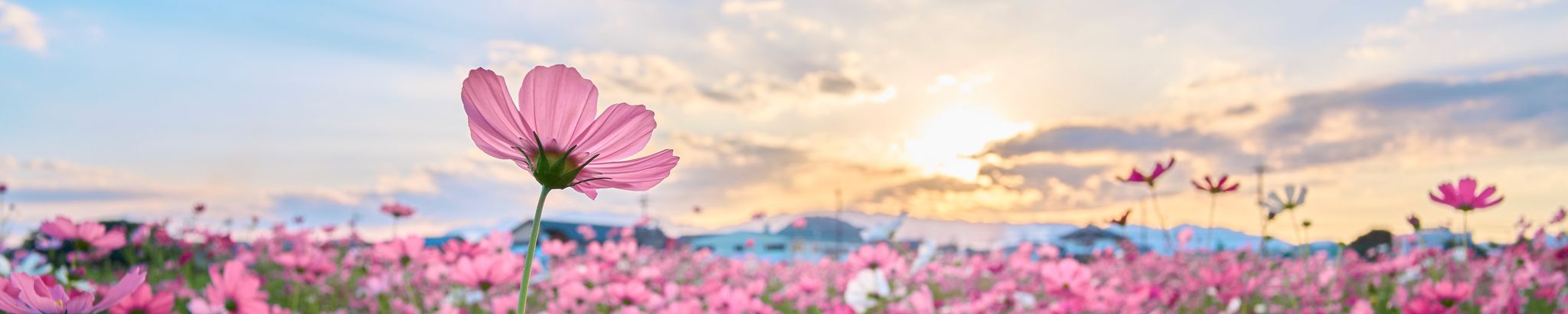 Cover for Patricia Jane "Pat" Cockrell Hill's Obituary