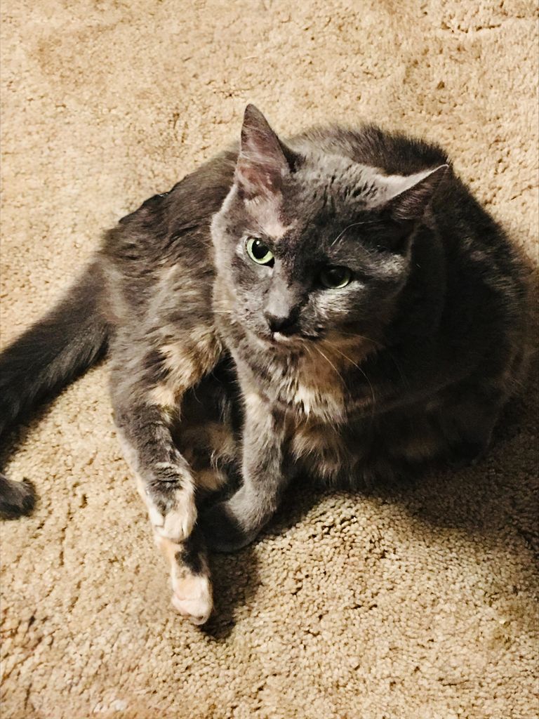 Missy Howl Profile Photo