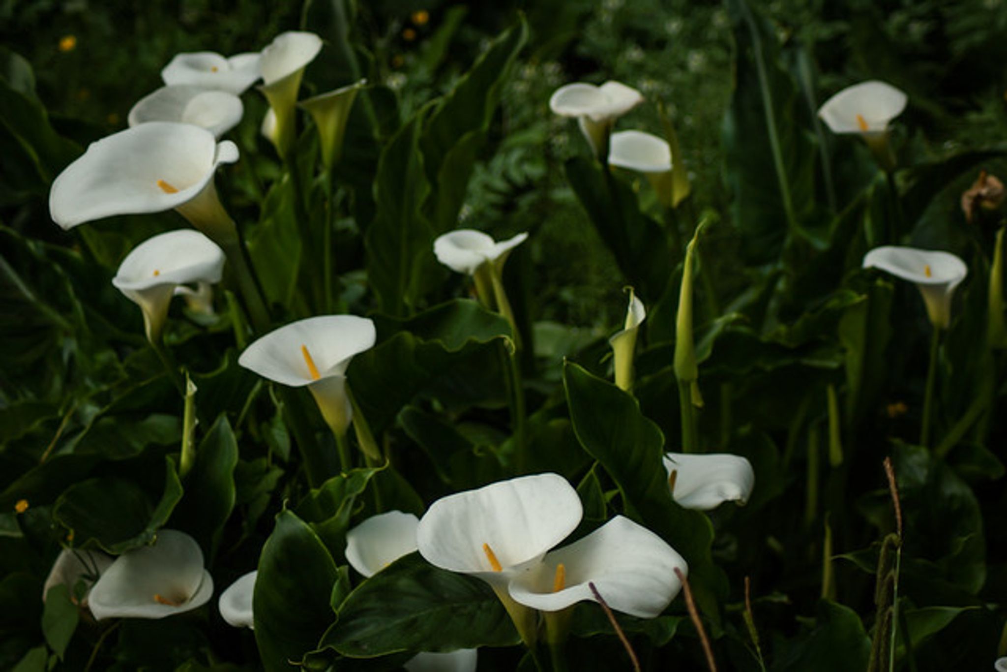 Cover photo for Noel Louise Rademacher's Obituary