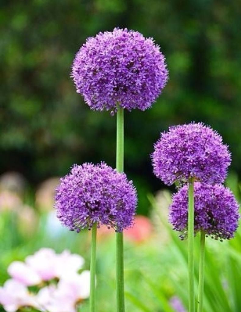 Jane Marie Grace Profile Photo