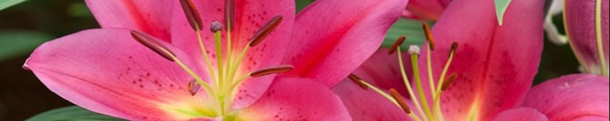 Cover photo for Dora Marie Lenz's Obituary