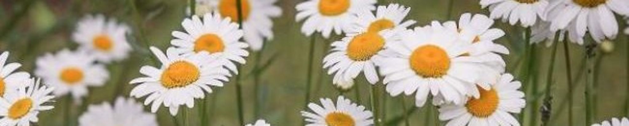 Cover photo for Amanda McLeod's Obituary