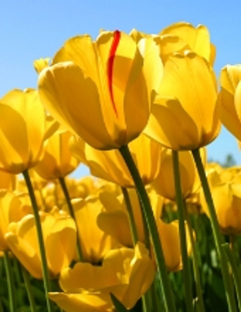 Elizabeth 'Betsy' Thomson Haynie