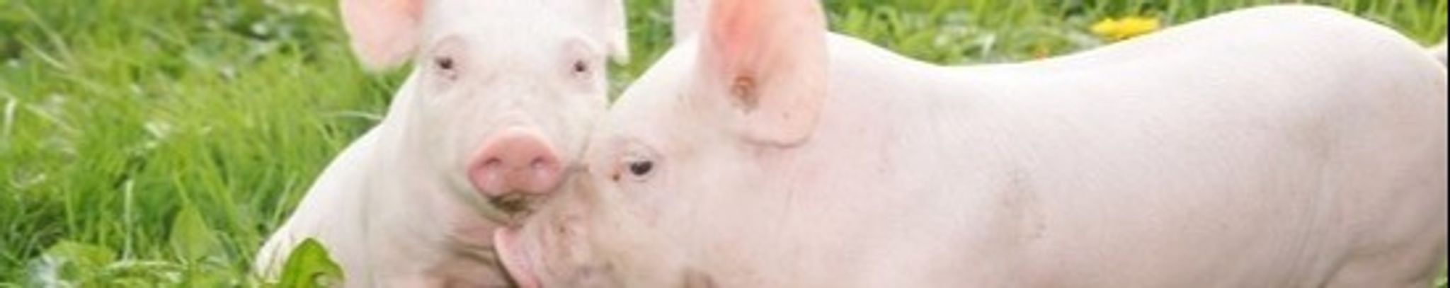 Cover for Karen Marie Harju's Obituary