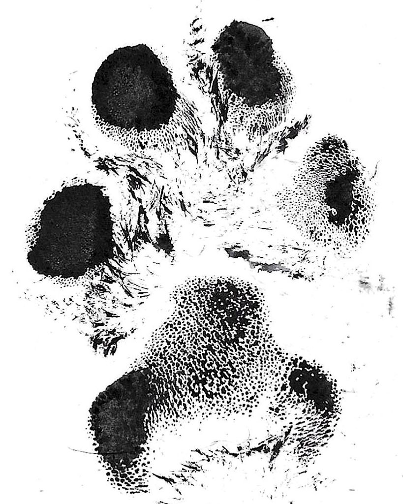 Rylo Corliss Profile Photo