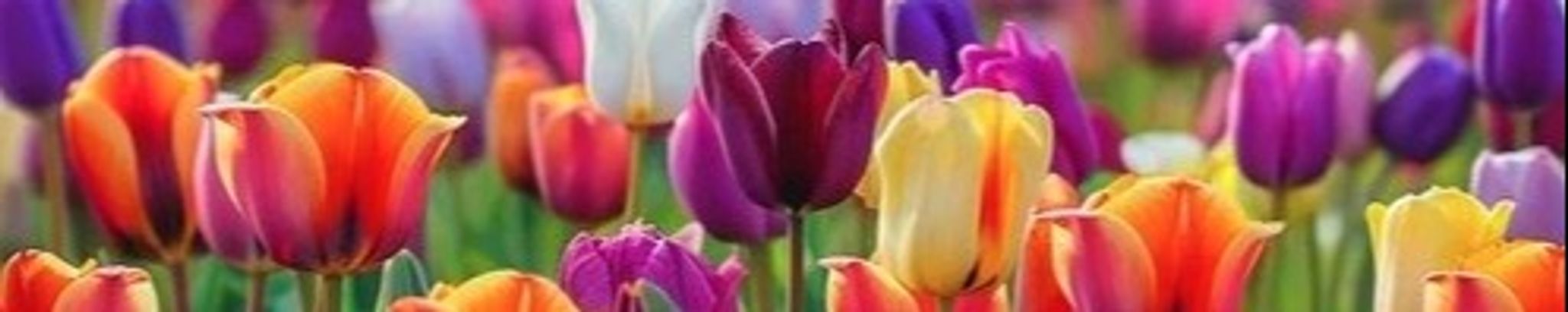 Cover photo for Earnestine Ford's Obituary