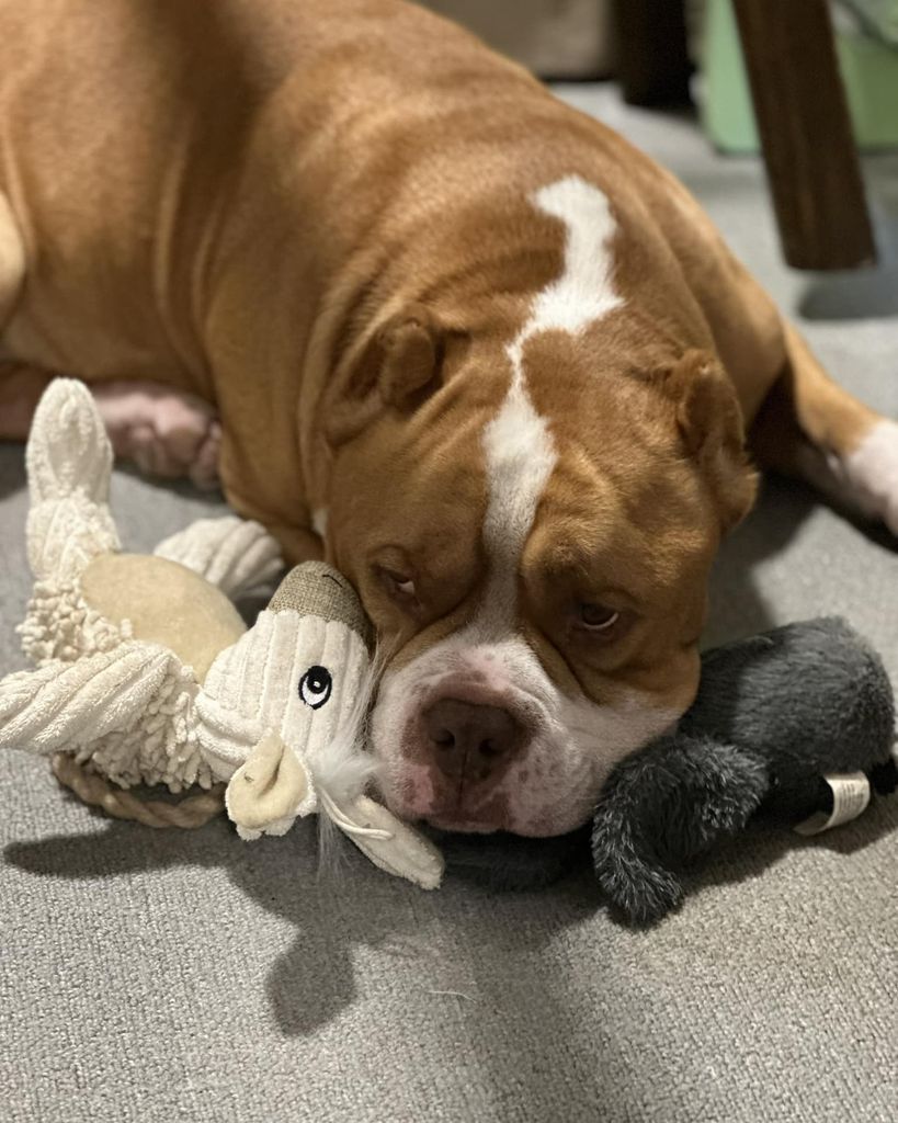 Ryu “Fat Boy” Profile Photo