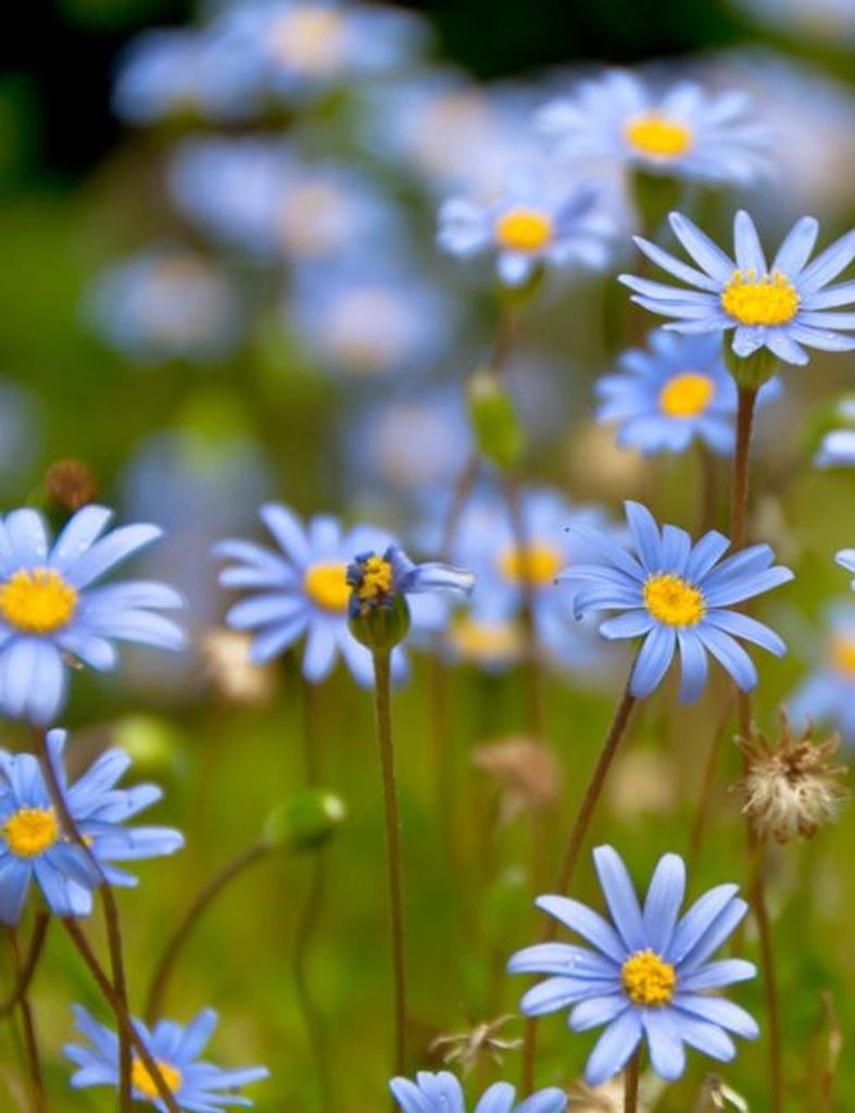 Sallie Memminger Profile Photo