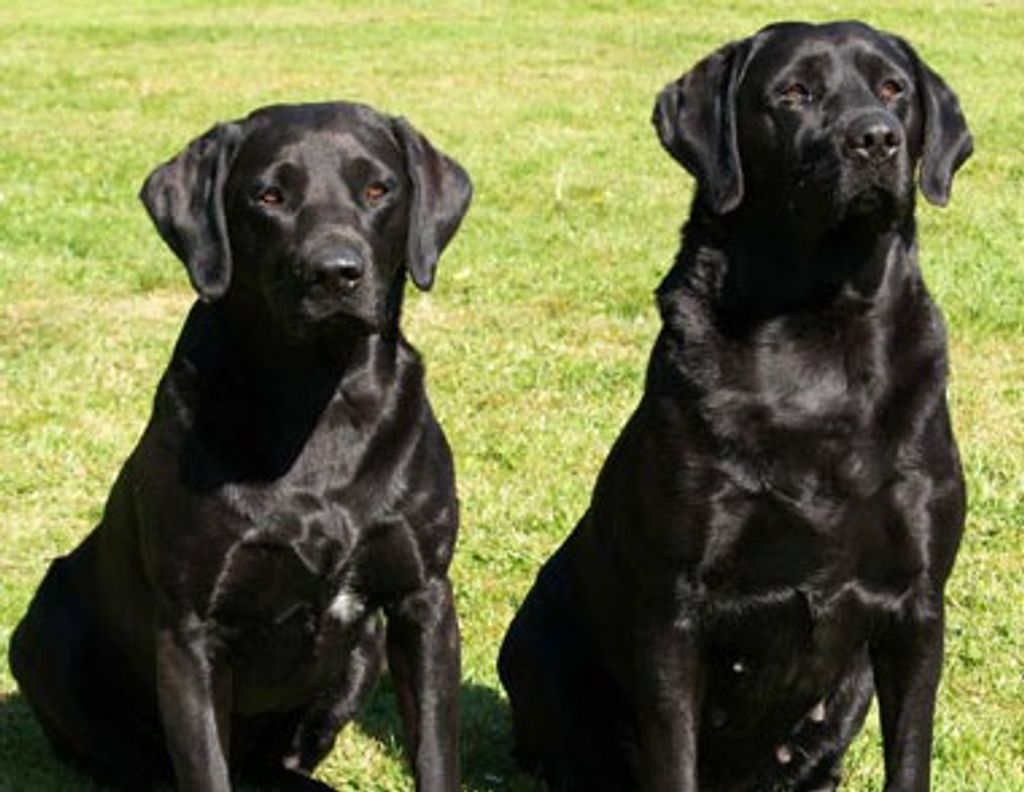 Erwin D. Creighton Jr.