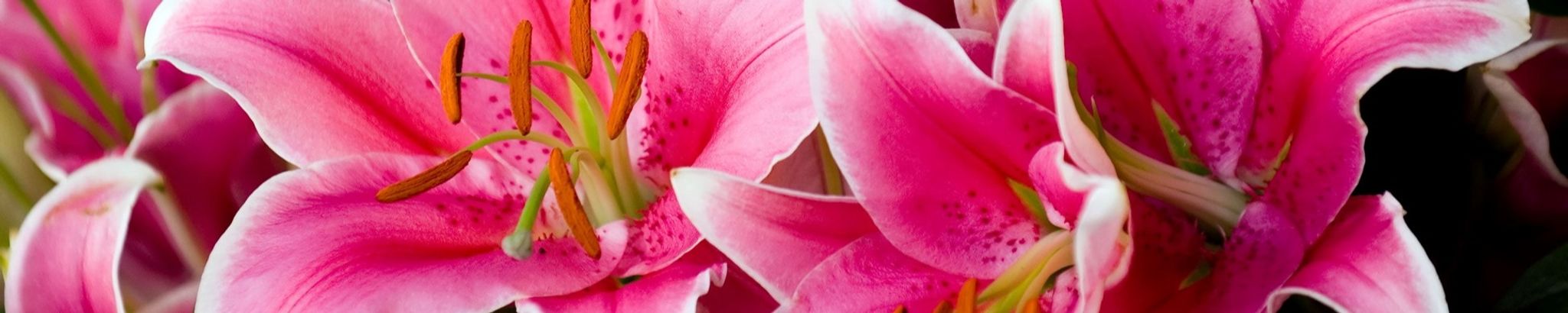 Cover photo for Carolyn Annette Hill's Obituary
