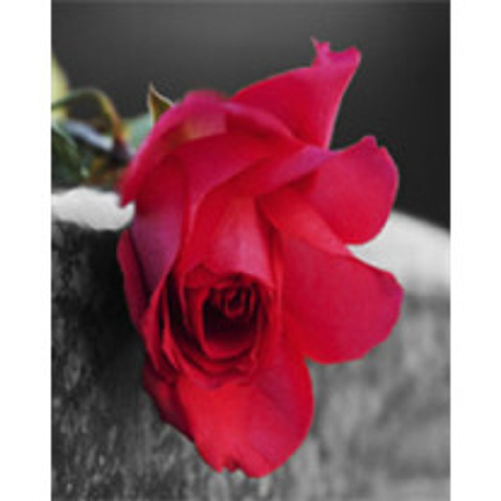 Lucia Natalina "Lucy" (Pitaro) Cordopatri Profile Photo