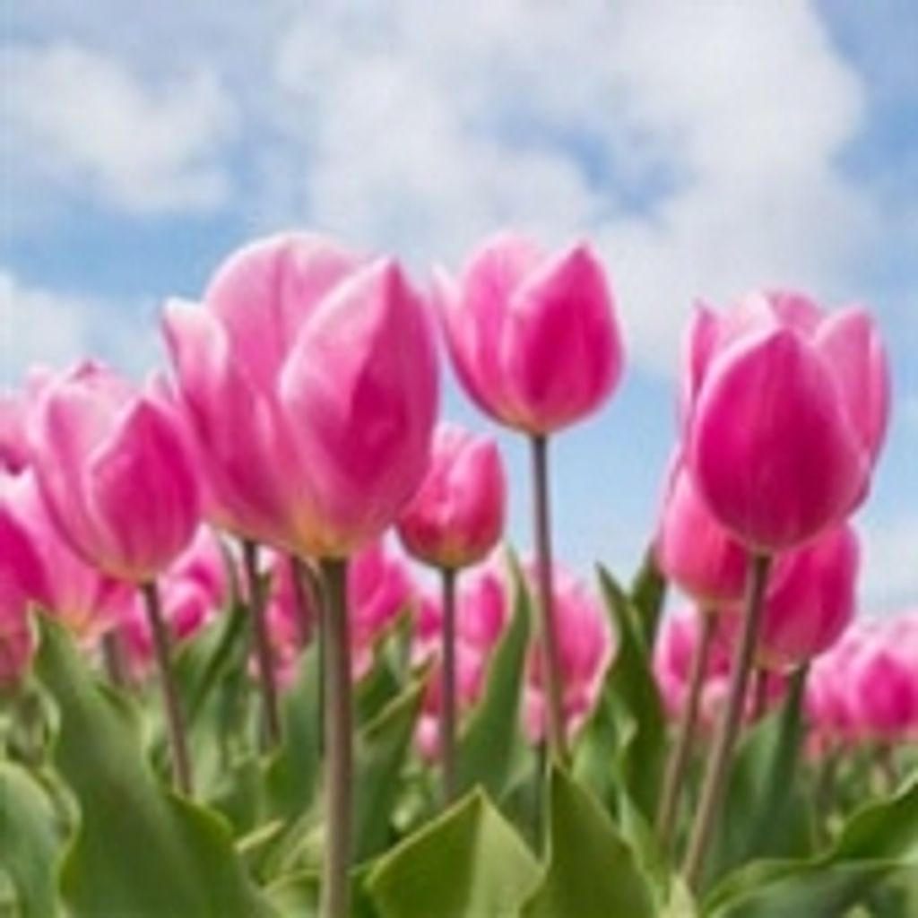 Sandra Molly Sullivan