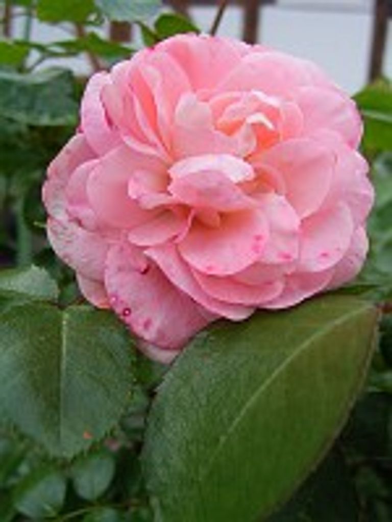 Bessie Jones Profile Photo