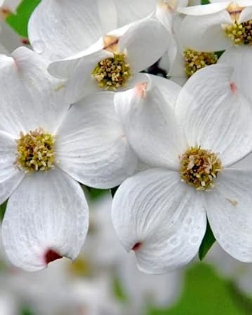 Florence (Flo) Catherine Parke Profile Photo