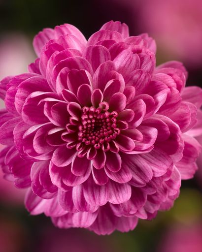 Marlene E. Miceli's obituary image