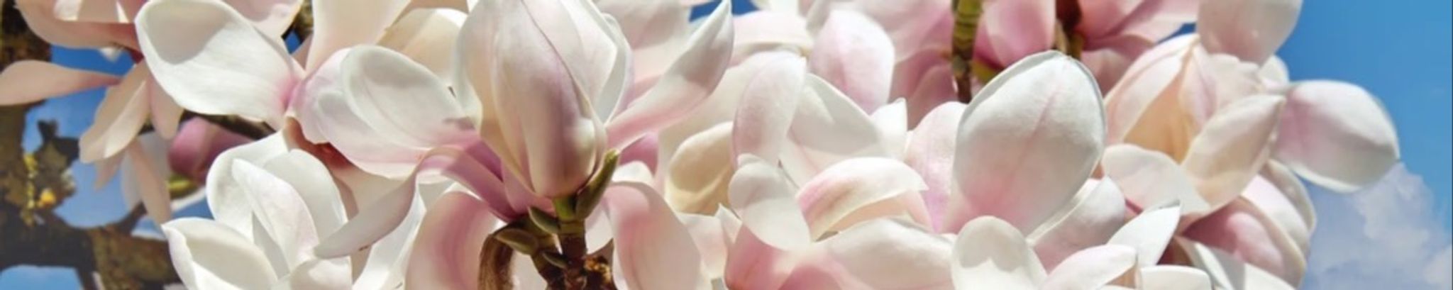 Cover for Magnolia "Noli" J. Davis's Obituary