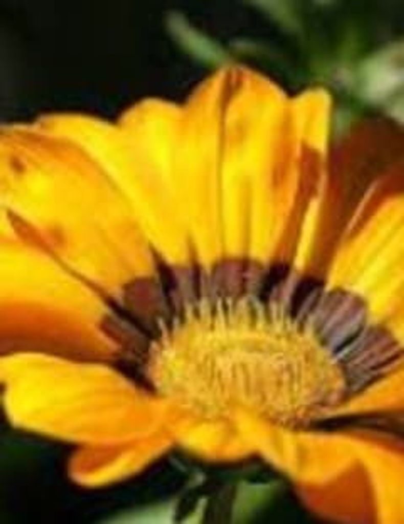 Marcus J. Render Sr. Profile Photo