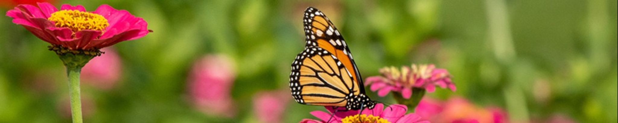 Cover photo for Jaynee Greeson Brown's Obituary