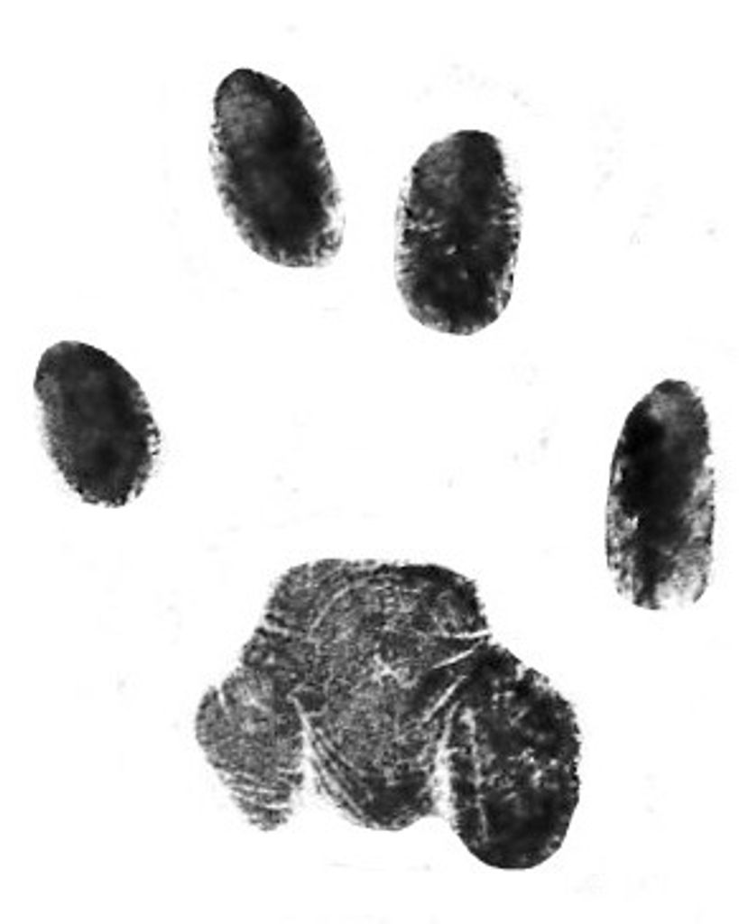 Mystic Hotrum Profile Photo