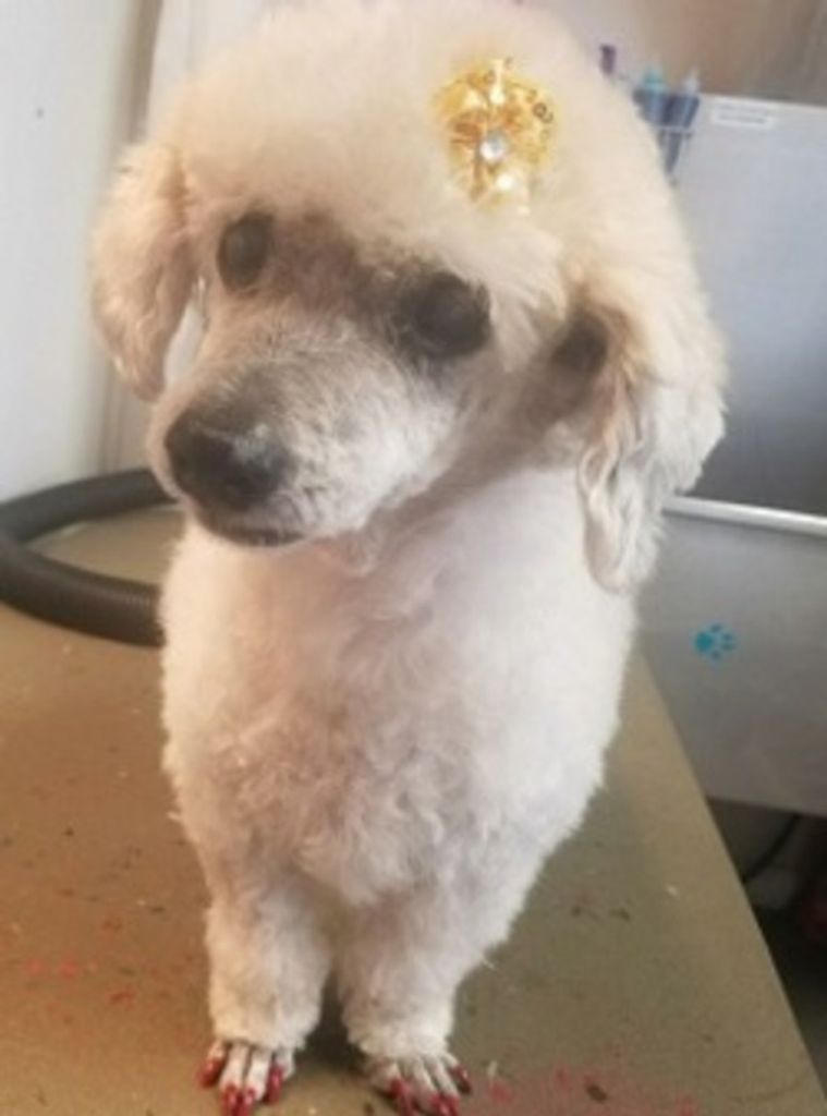 Sissey- Pet At Ark Of Cleveland Profile Photo