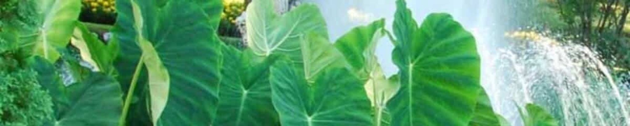 Cover for Wilma Schrock's Obituary