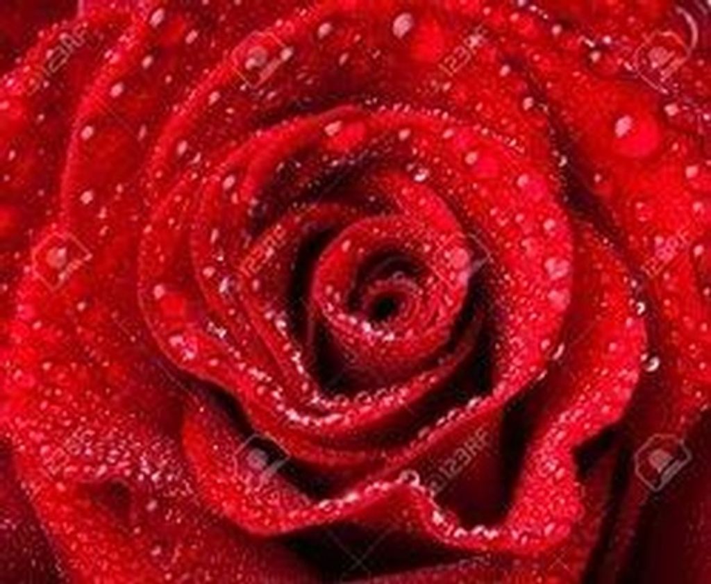 Rose G. Rhoades Profile Photo