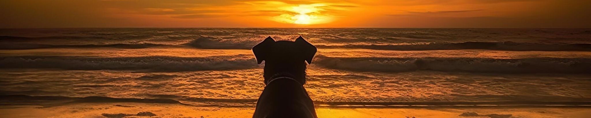 Cover for Chiweenie Dominguez's Obituary