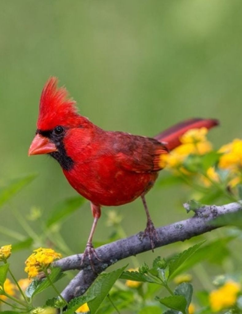 Richard Allen Jones Profile Photo