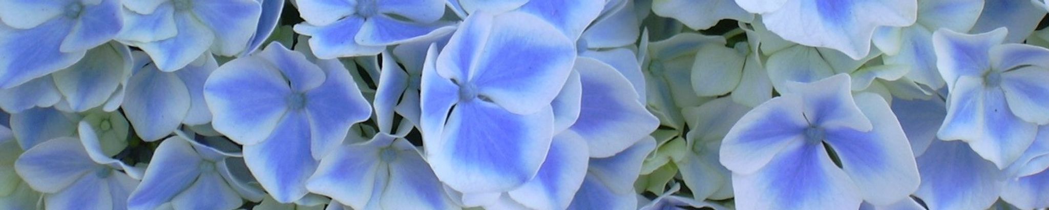 Cover photo for Christine Mugomoka's Obituary