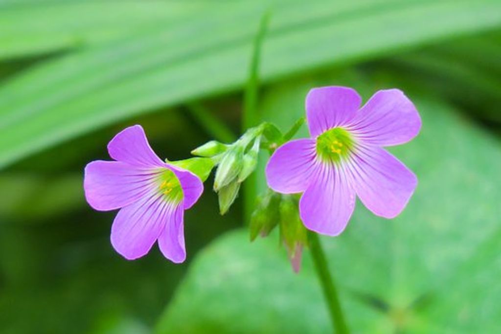 Linda Jones-Rahman Profile Photo