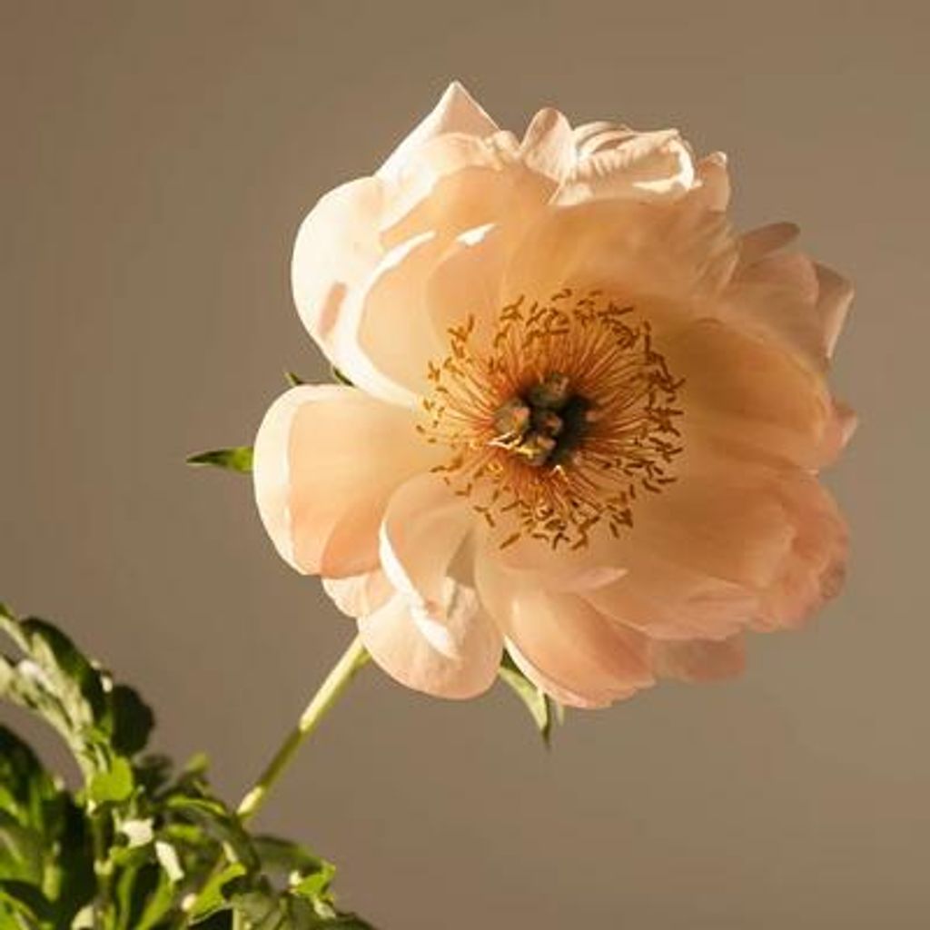 Jeanette Marie Stock
