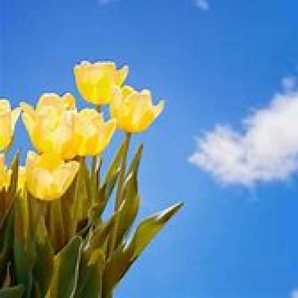 Linda Gayle Hoyt Profile Photo