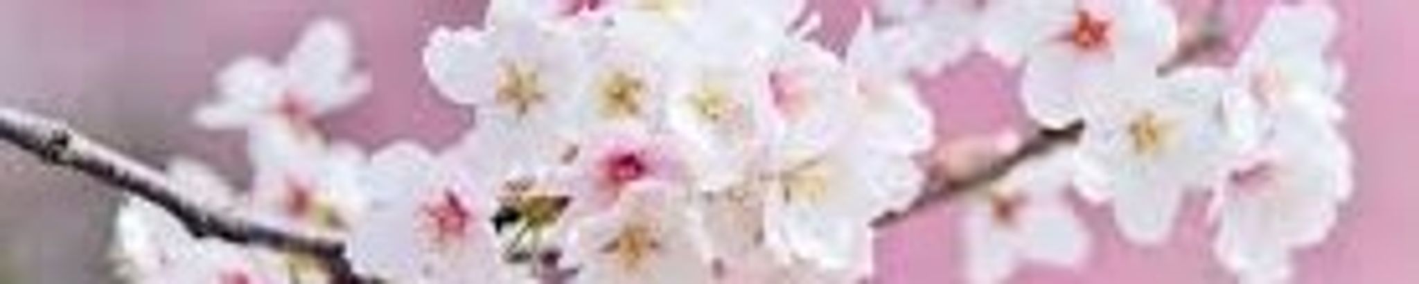 Cover for Bobby Petruna's Obituary