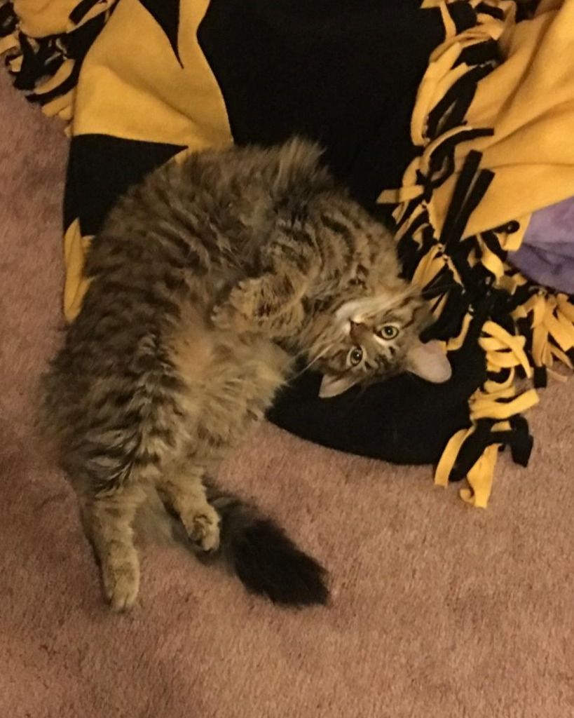 Tigger Adams Profile Photo