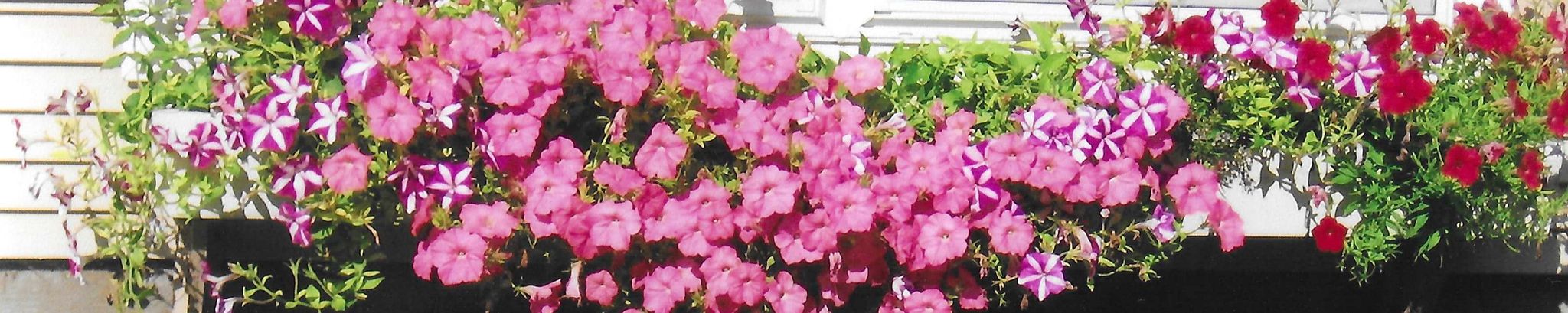 Cover photo for Janet Hazen's Obituary