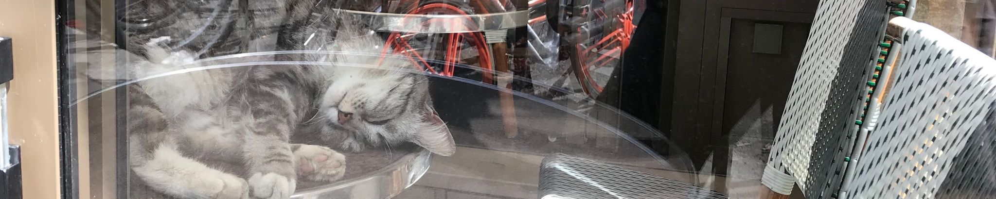 Cover for Esther Yae Iwanaga's Obituary